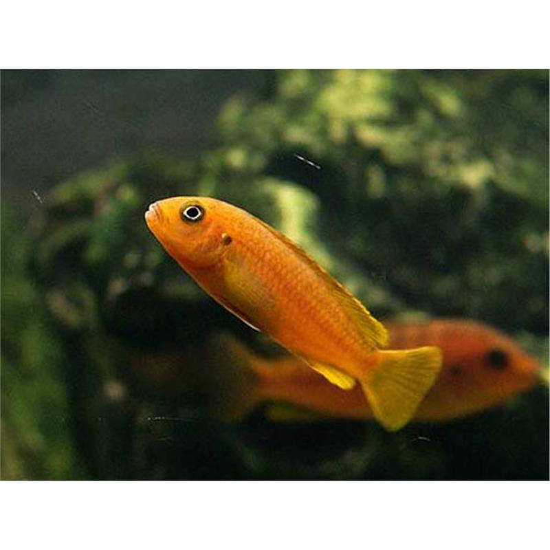 Melanochromis johanni red - imagine 4